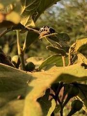 Leptinotarsa undecimlineata