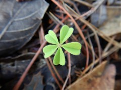Oxalis decaphylla
