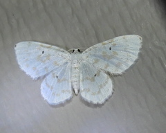 Hydrelia albifera