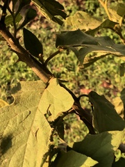 Leptinotarsa undecimlineata