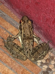 Lithobates berlandieri