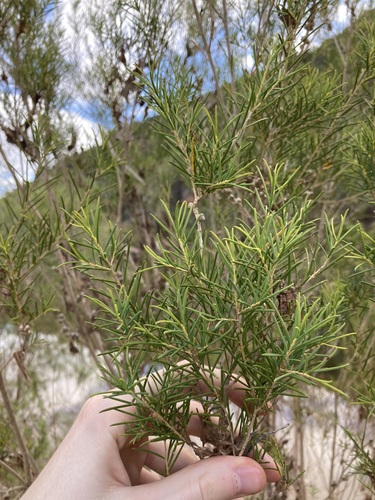 Image of Melaleuca rhaphiophylla by (c) Thomas Mesaglio, some rights reserved (CC BY)