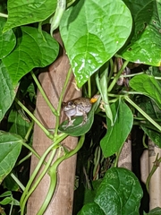Hyla versicolor