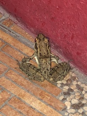 Lithobates berlandieri