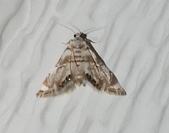 Eoparargyractis