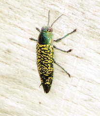 Buprestis confluenta