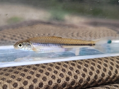 Notropis stramineus