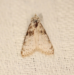 Nola euraphes