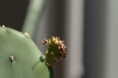 Ischiodon scutellaris