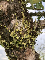 Peperomia rotundifolia