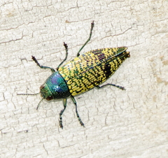 Buprestis confluenta