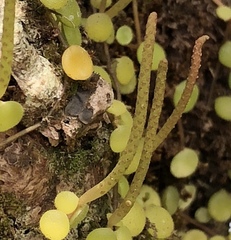 Peperomia rotundifolia