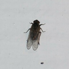 Melanoliarus acicus