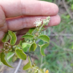 Croton ciliatoglandulifer
