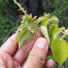 Croton ciliatoglandulifer