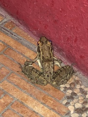 Lithobates berlandieri