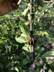 Pharypia nitidiventris