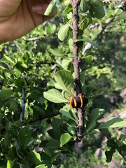 Pharypia nitidiventris