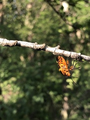 Pharypia nitidiventris