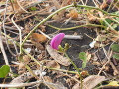 Canavalia rosea