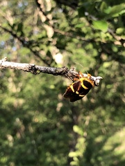 Pharypia nitidiventris