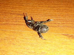 Archophileurus cribrosus