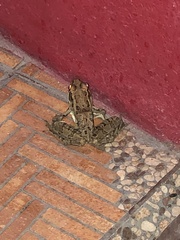 Lithobates berlandieri