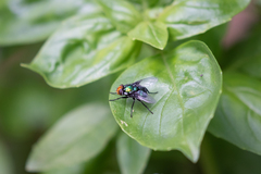 Amenia chrysame