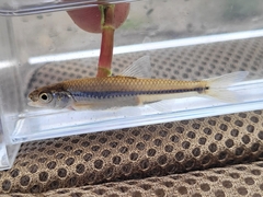 Notropis stramineus