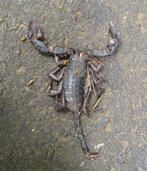 Opisthacanthus