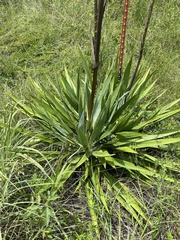 Yucca cernua