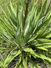 Yucca cernua