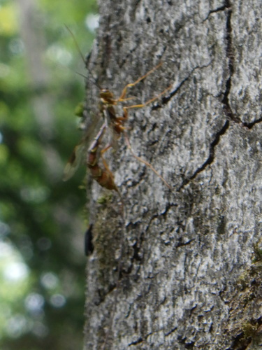 Long-tailed giant ichneumon wasp