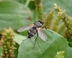 Thelaira nigripes