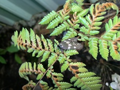 Eterusia aedea formosana