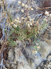 Spergularia macrotheca macrotheca