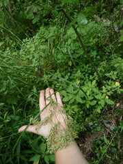 Scirpus pedicellatus
