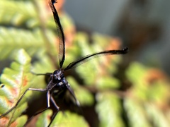 Eterusia aedea formosana