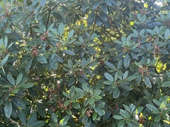 Daphniphyllum macropodum