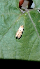 Blastobasis decolorella