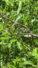 Pachydiplax longipennis