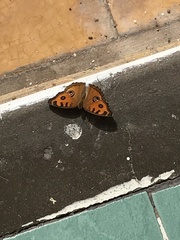 Junonia almana