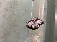 Pachyodes subtritus