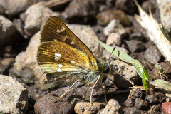 Piruna polingii