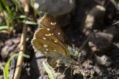 Piruna polingii