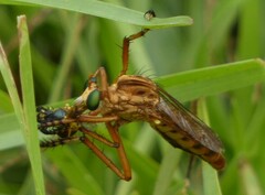 Diogmites crudelis