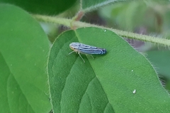Graphocephala flavovittata