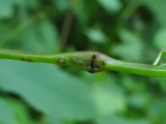 Neolasioptera impatientifolia