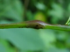 Neolasioptera impatientifolia