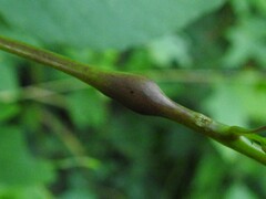 Neolasioptera impatientifolia